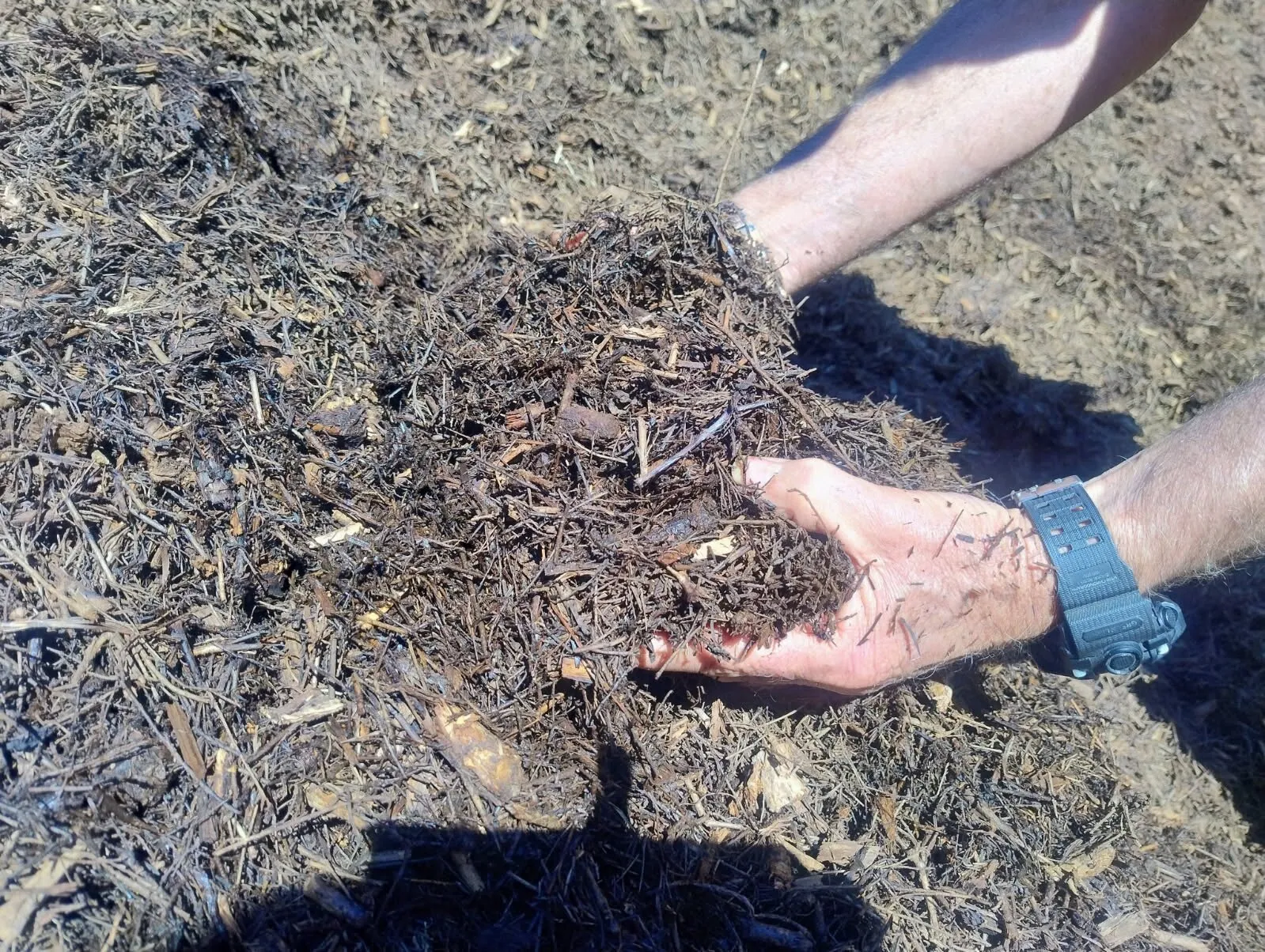 Fresh tea tree mulch being held at the Teven Valley farm