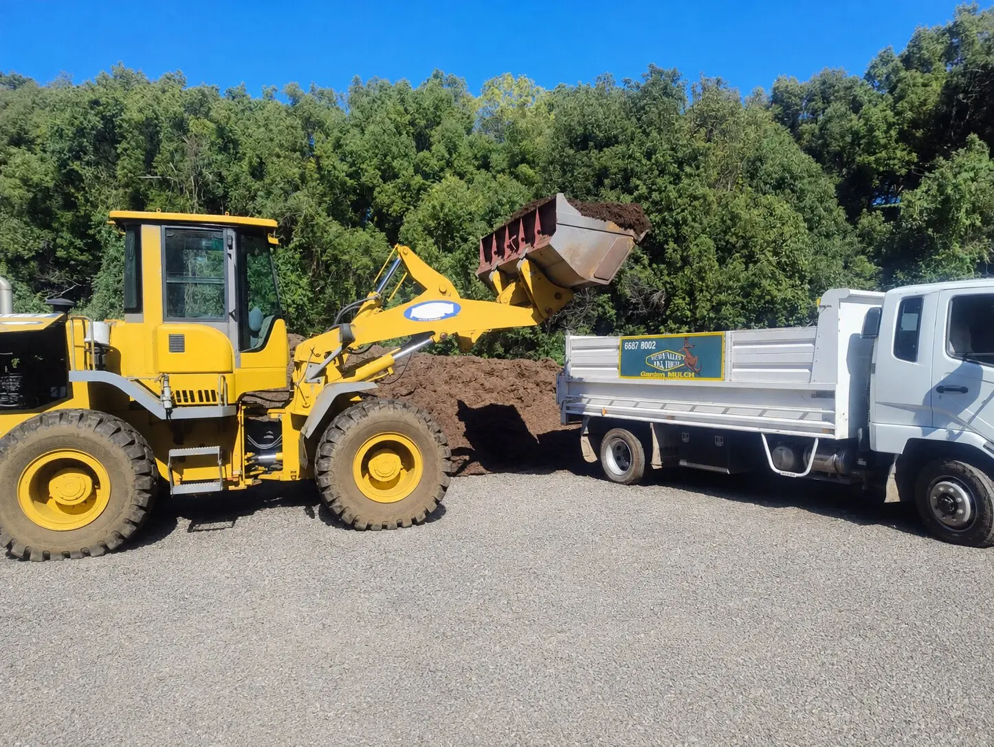 Wheel loader filling the Teven Valley tipper truck with tea tree mulch at the farm
