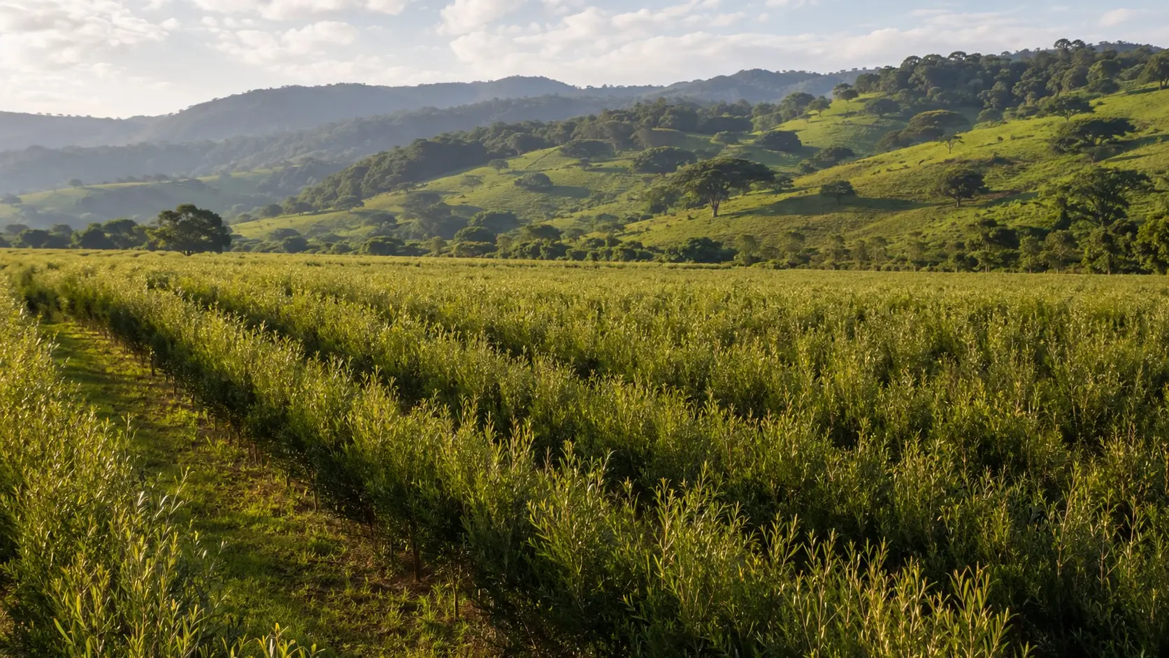 Tea tree rows across the Teven valley in the Northern Rivers