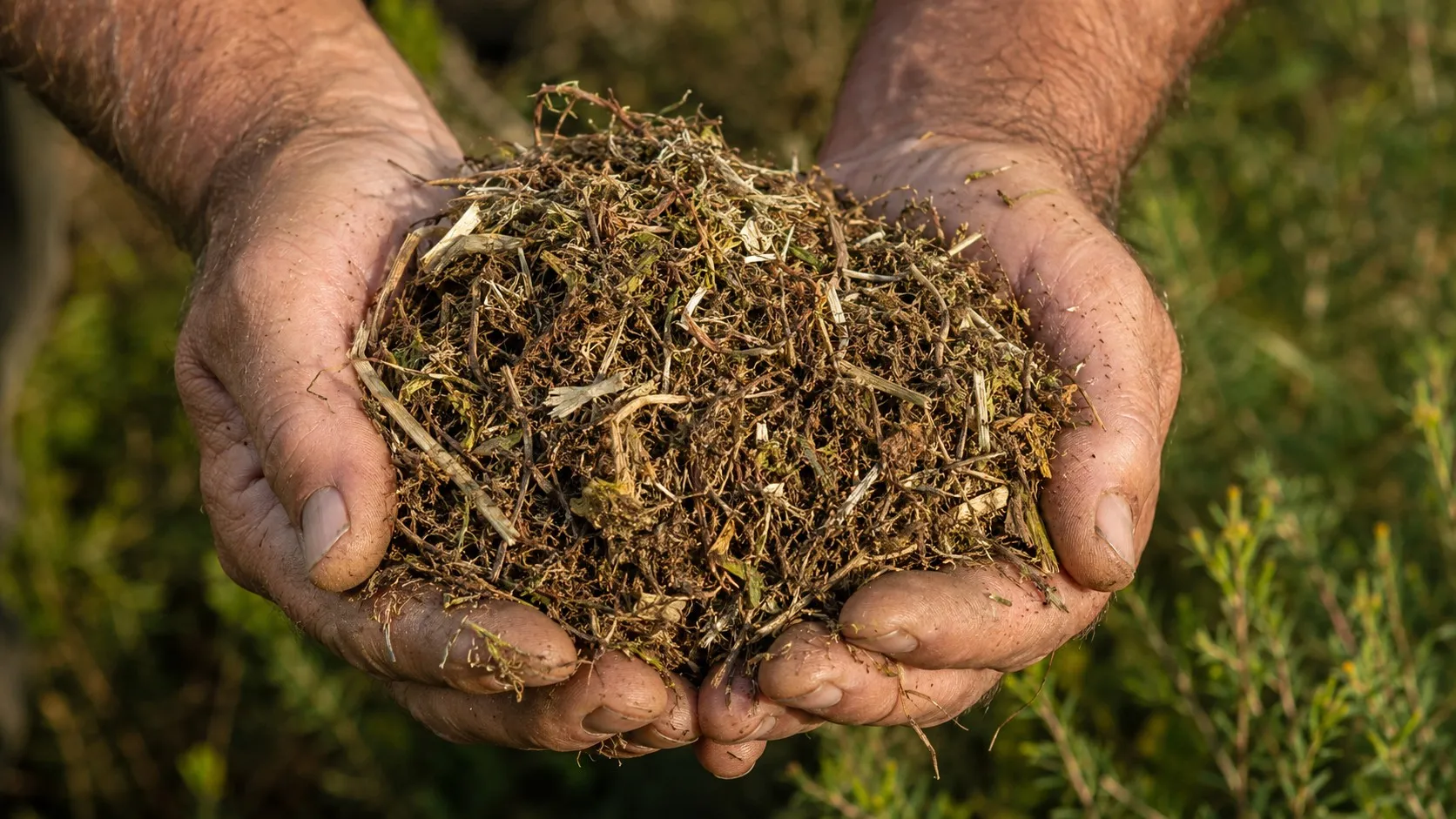 Hands holding fresh fibrous tea tree mulch from the Teven farm