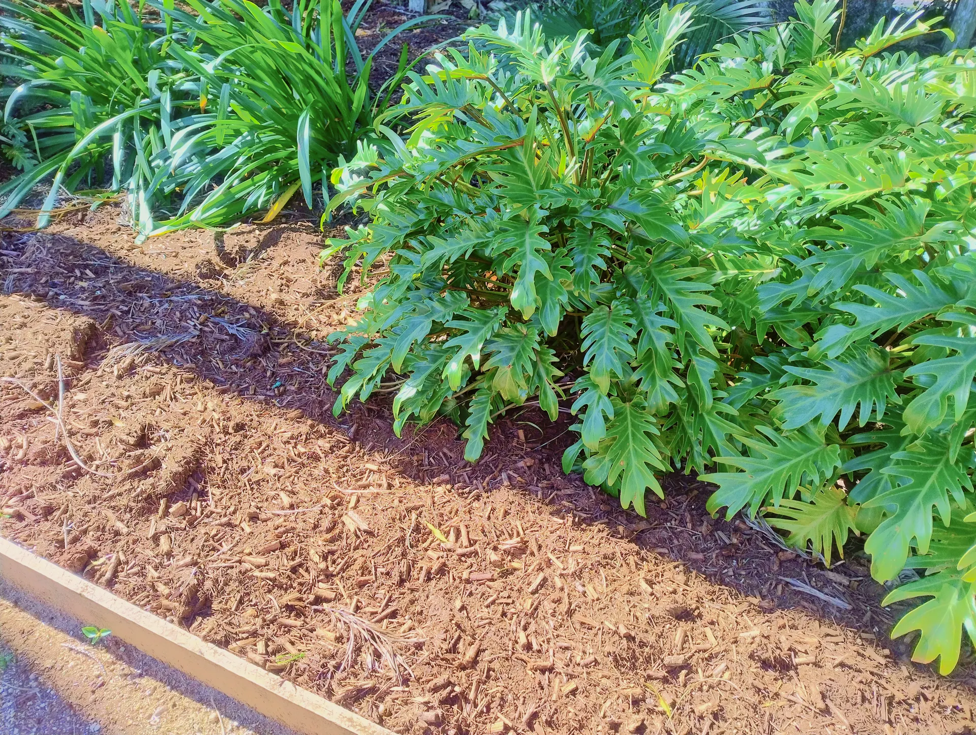 Australian native garden finished with tea tree mulch