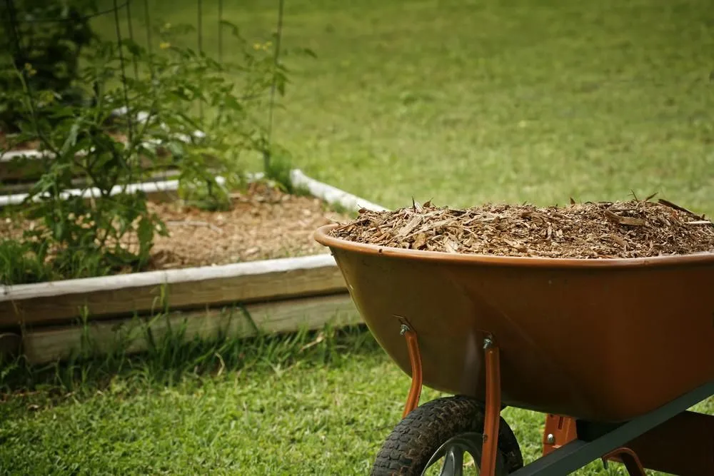 Wheelbarrow ready for spreading mulch through a garden