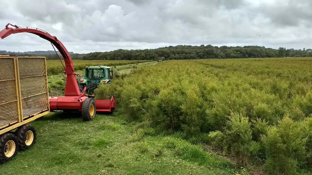 Tea tree harvest underway on the Teven Valley farm with crop rows and harvesting machinery