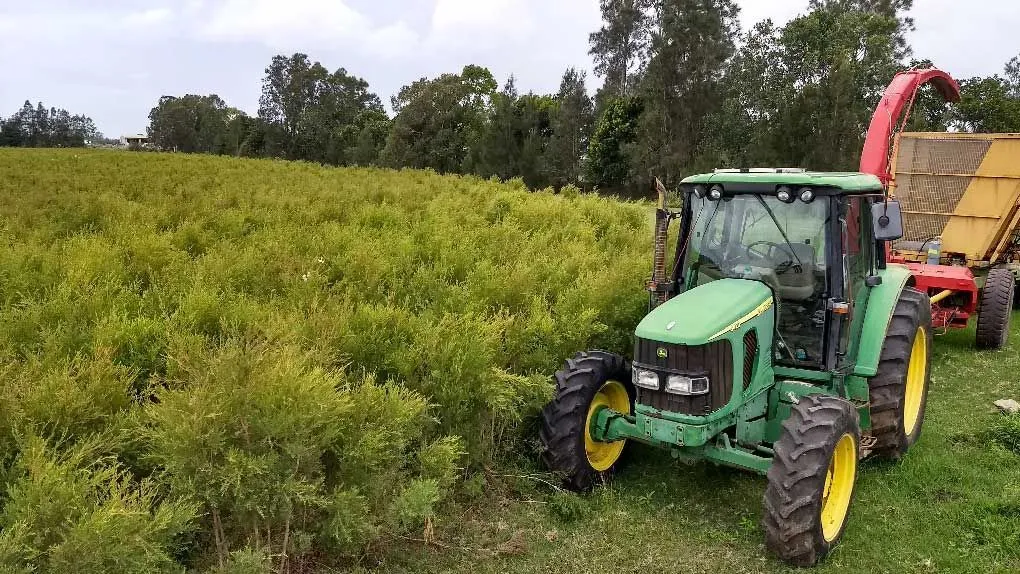 Tea tree being processed into mulch on the farm at Teven