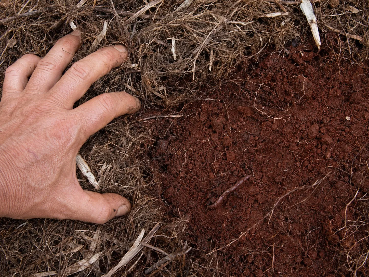 Tea tree mulch laid over rich red Northern Rivers soil