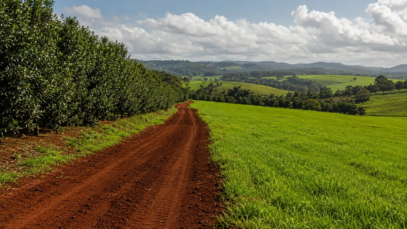 Gardens and landscape around Alstonville, Northern Rivers NSW